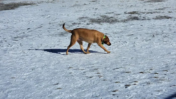 Vernon Hill Dog Park 7