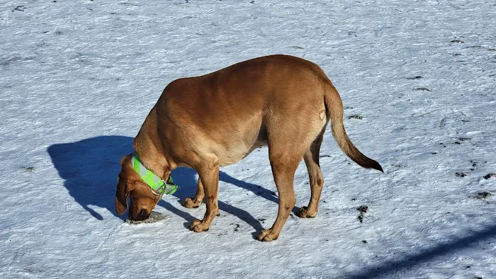 Vernon Hill Dog Park 8