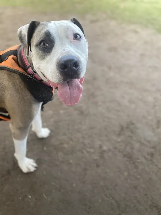 Dog Park at River’s Edge 2