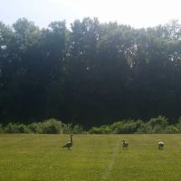 Dog Park at River’s Edge ico