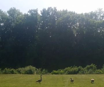Dog Park at River’s Edge