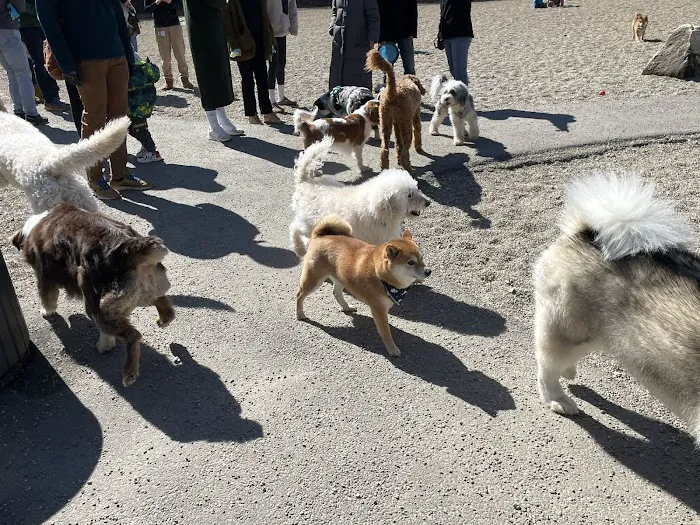 Hopkinton dog park 4