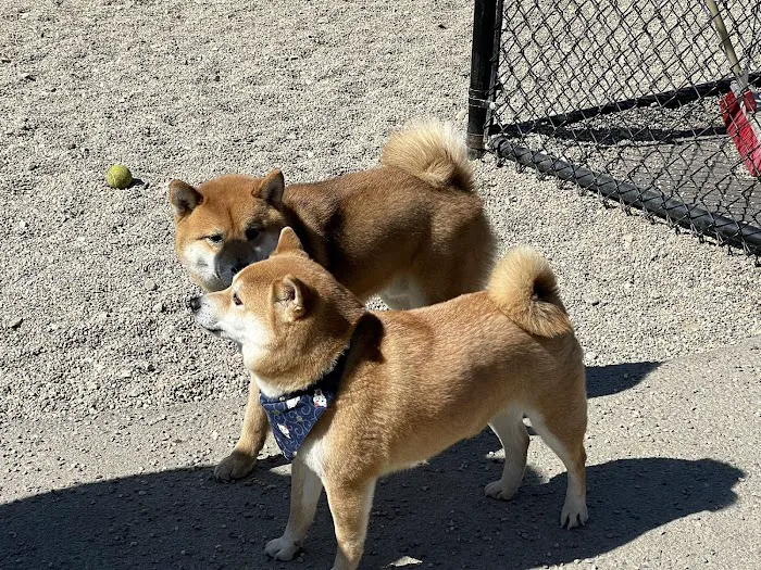 Hopkinton dog park 6