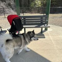 Hopkinton dog park ico