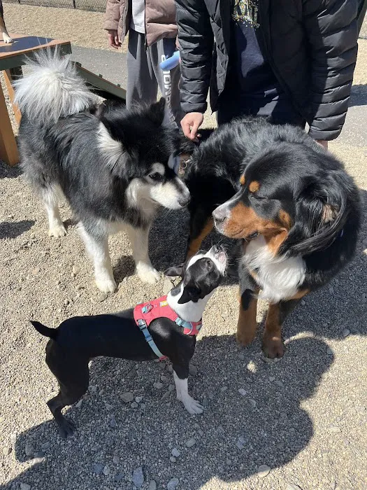 Hopkinton dog park 2