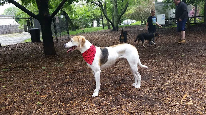 Medway Dog Park 2