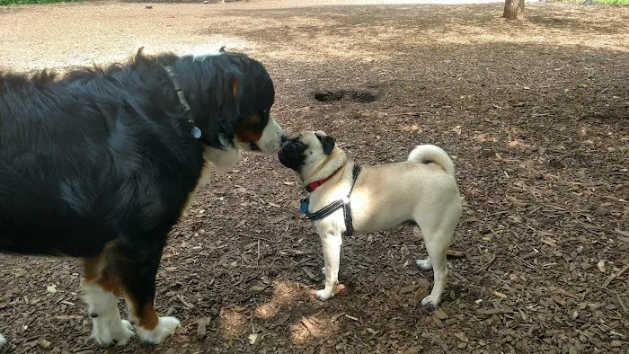 Medway Dog Park 5