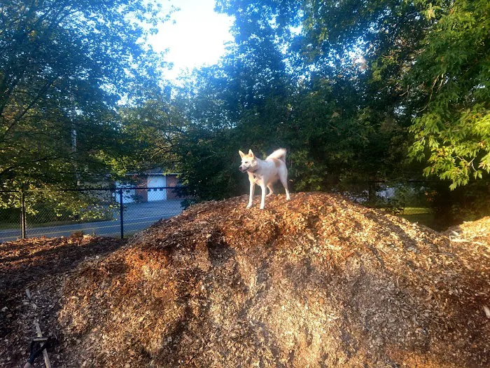 Medway Dog Park 9