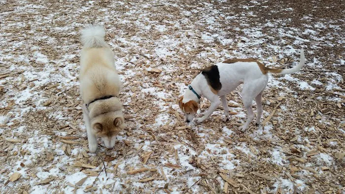 Medway Dog Park 1