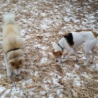 Medway Dog Park ico