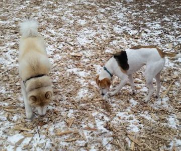 Medway Dog Park