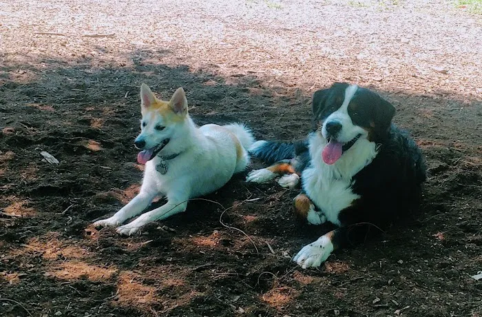 Medway Dog Park 7