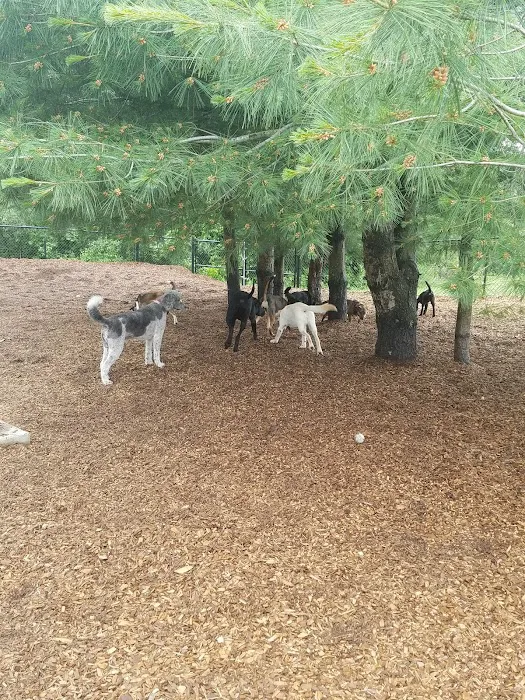 Dog Park at Dacey Community Field 2