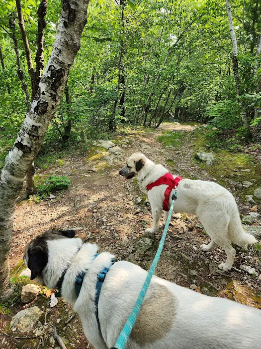 Franklin Dog Park 8