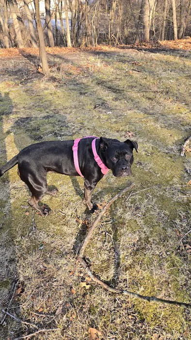 Fairlawn Dog Park 9