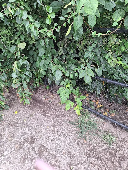 Central Falls Dog Park 1