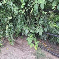Central Falls Dog Park ico