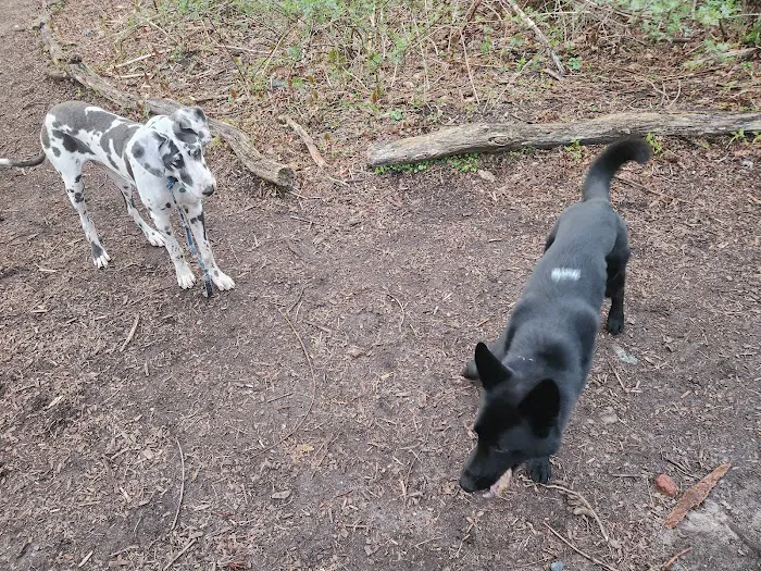 Waterman St. Dog Park 6