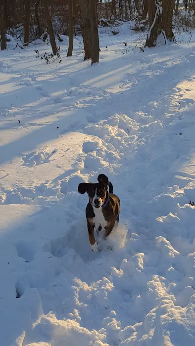 Waterman St. Dog Park 3