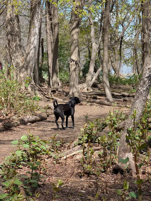 Waterman St. Dog Park 9