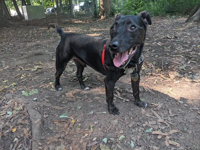 Waterman St. Dog Park 7