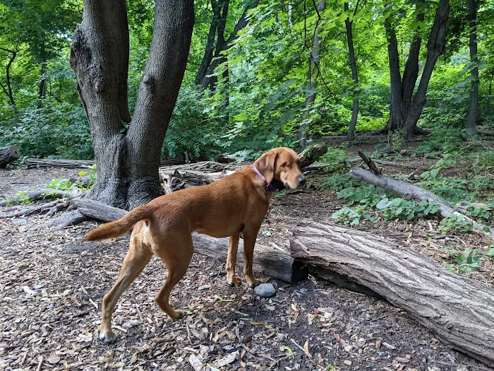 Waterman St. Dog Park 8