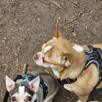 Pawtucket Dog Park (at Slater Park) ico