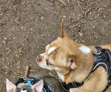 Pawtucket Dog Park (at Slater Park)