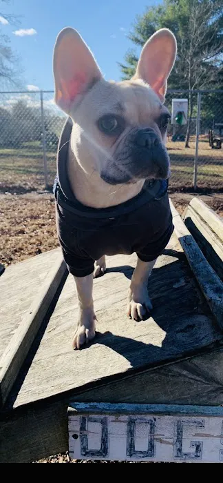 Attleboro Dog Park 7
