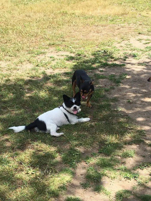 Attleboro Dog Park 9