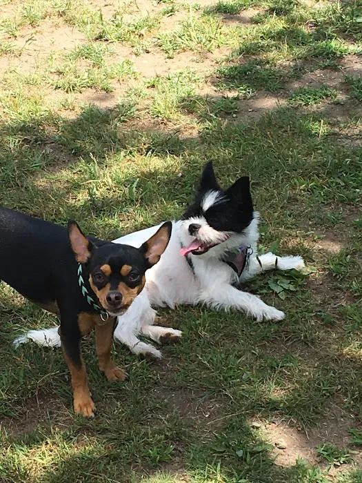 Attleboro Dog Park 1