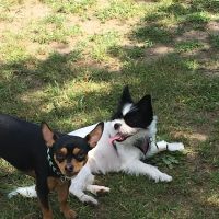 Attleboro Dog Park ico