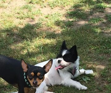 Attleboro Dog Park