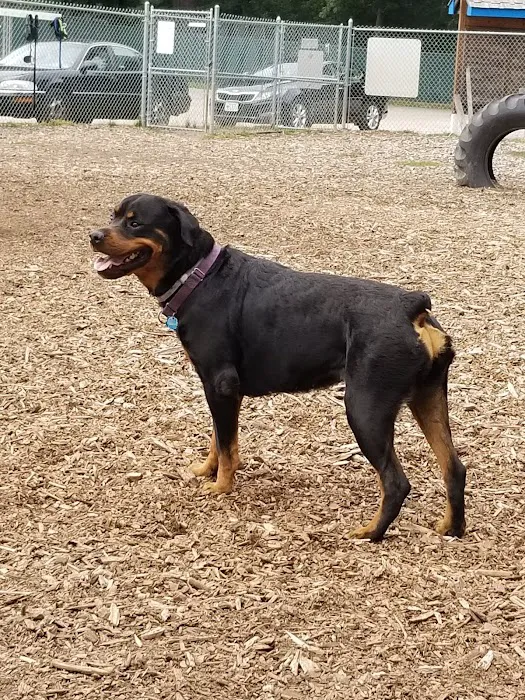 Attleboro Dog Park 3