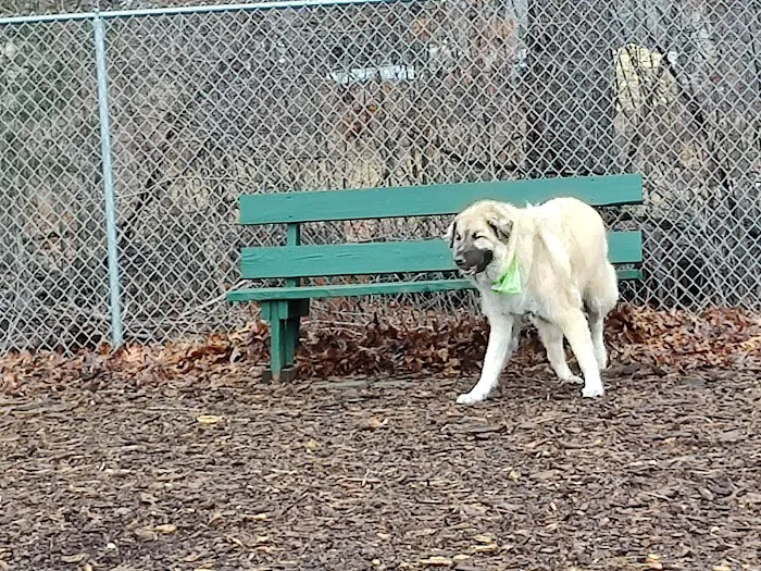 Attleboro Dog Park 10