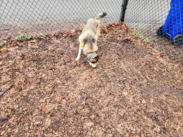 East Providence Dog Park 1