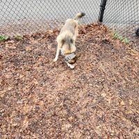 East Providence Dog Park ico