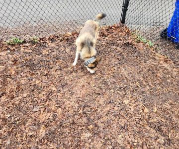 East Providence Dog Park
