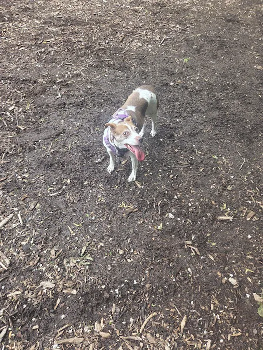 East Providence Dog Park 8