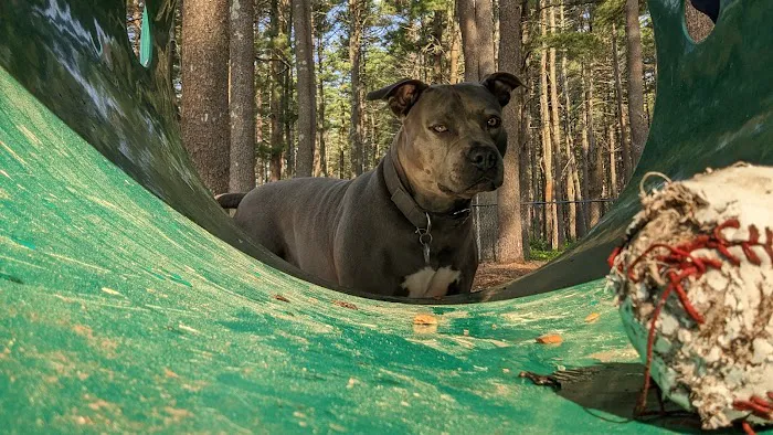 North Attleboro Dog Park & Trails 1