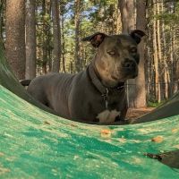 North Attleboro Dog Park & Trails ico