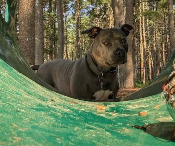 North Attleboro Dog Park & Trails