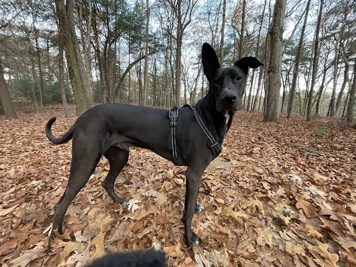 North Attleboro Dog Park & Trails 8