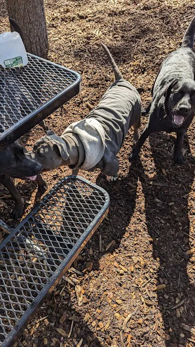 North Attleboro Dog Park & Trails 3