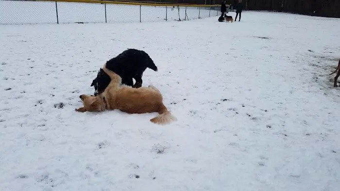 Barrington Dog Park 7