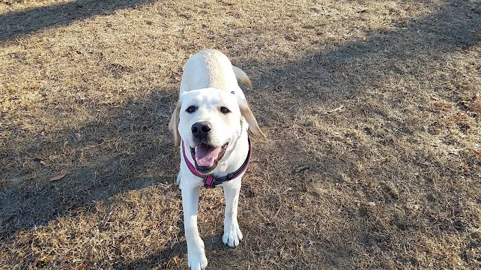 Barrington Dog Park 8