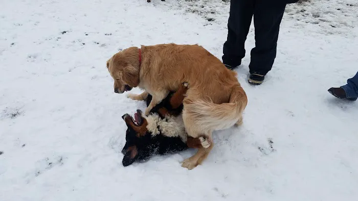Barrington Dog Park 6