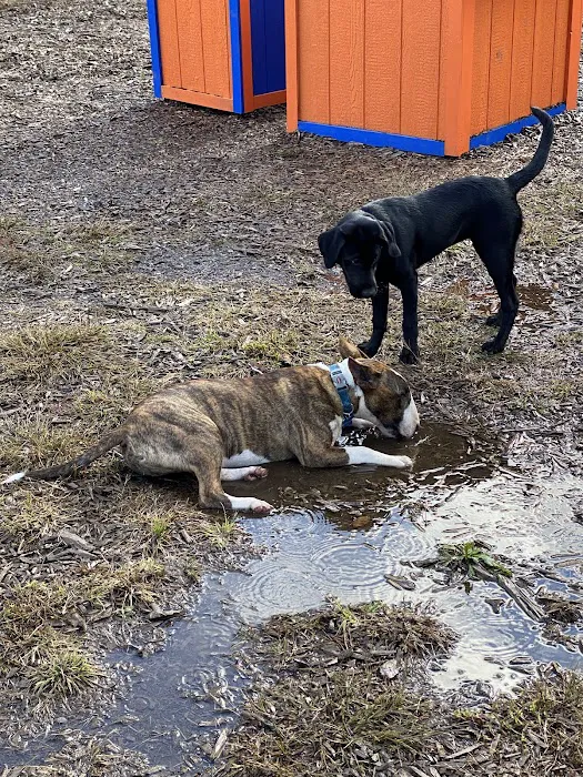 Barrington Dog Park 4