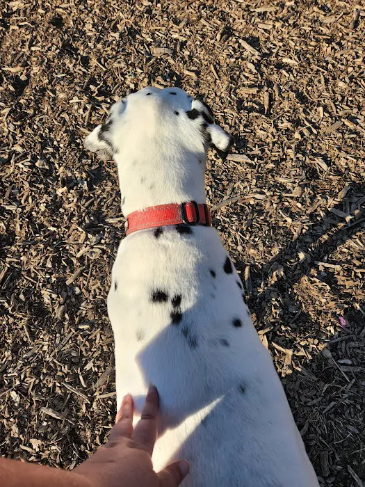 Barrington Dog Park 1