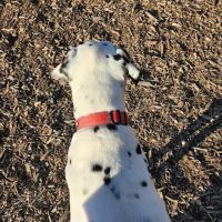Barrington Dog Park ico
